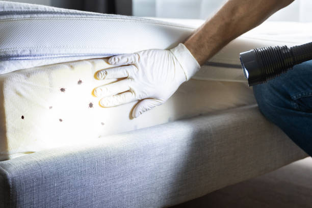 Best Wasp Removal Services  in Dakota Ridge, CO